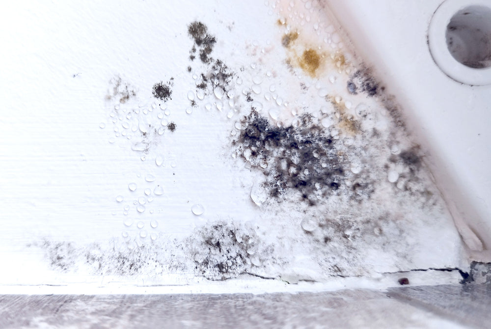 5 Signs You Could Have Black Mold In Your House