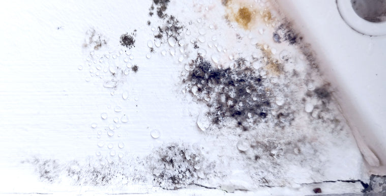 5 Signs You Could Have Black Mold In Your House