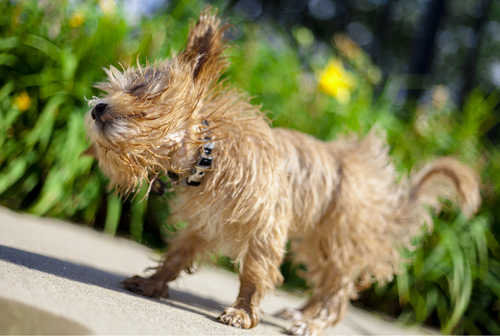 Air Purifiers for Pet Hair