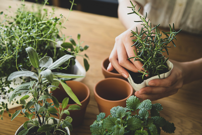 Can Your Indoor Plants Cause Allergies?