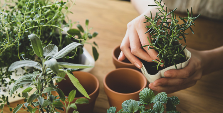 Can Your Indoor Plants Cause Allergies?