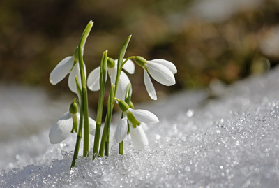 When Do Spring Allergies Start?