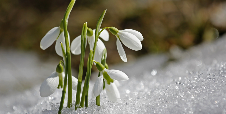 When Do Spring Allergies Start?