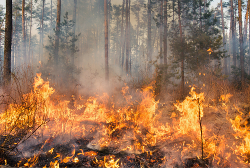 New Jersey Wildfires Prompt Air Quality Warnings in the Region