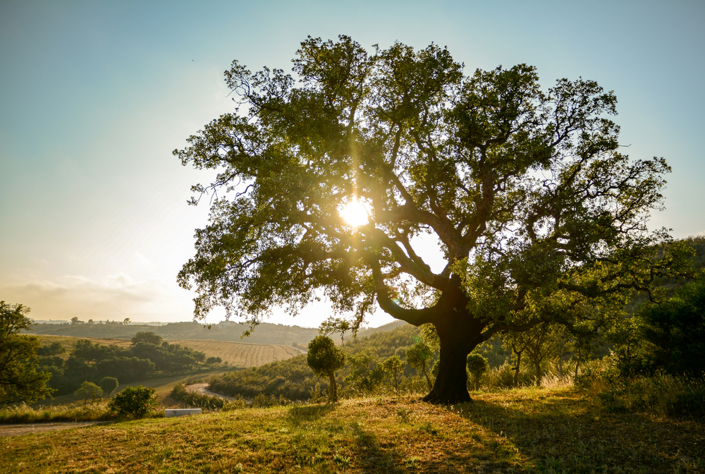 Understanding Oak Tree Pollen Allergy