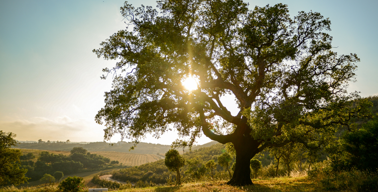 Understanding Oak Tree Pollen Allergy