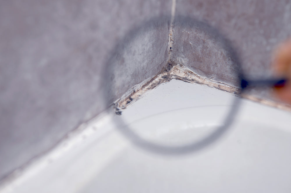 DIY Mold Inspection: Why We Don’t Recommend It