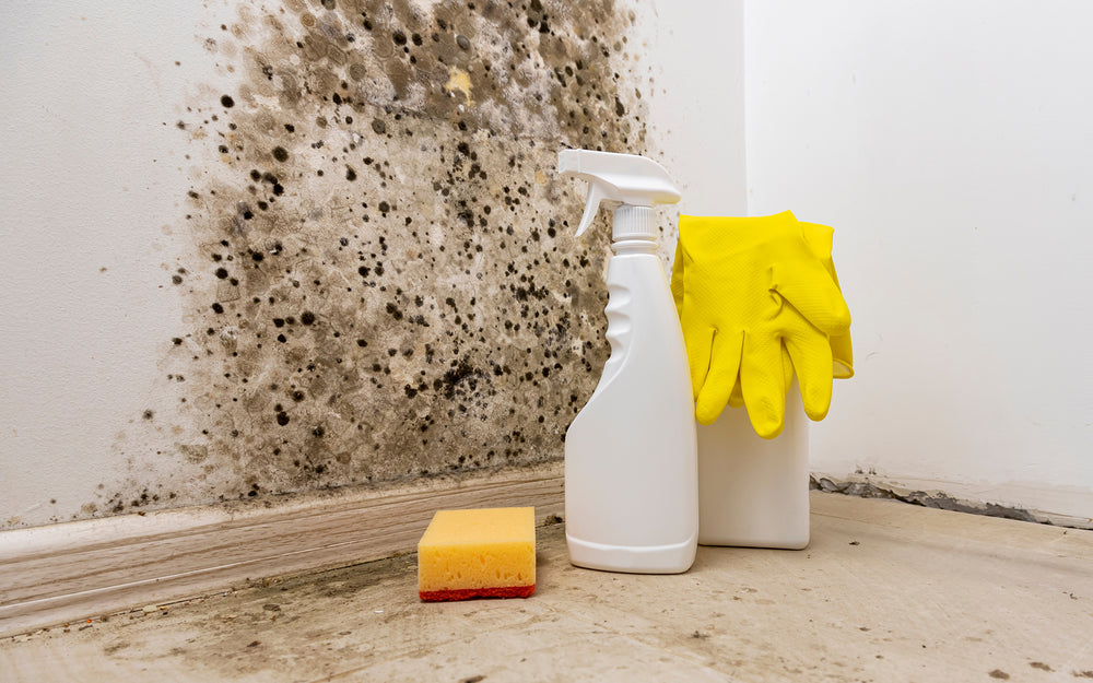 Eco-Friendly Approaches to Mold Prevention and Air Purification