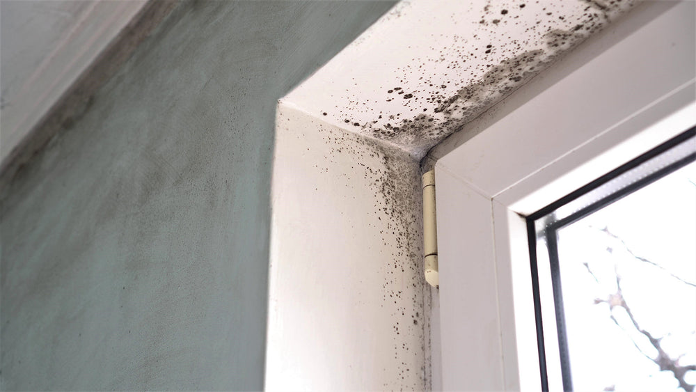Home Remedies and Prevention Techniques for Mold Control