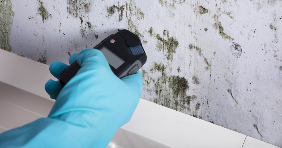 How to Test for Black Mold in the Air Air Oasis