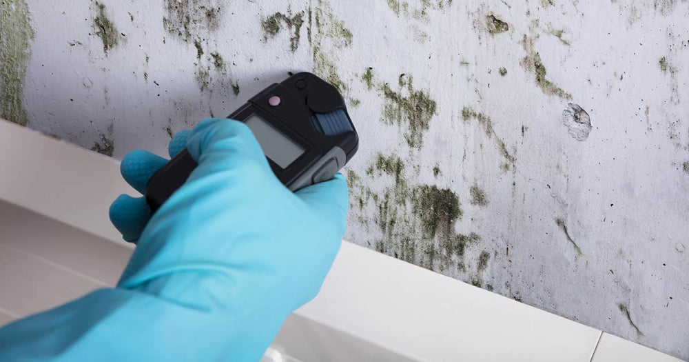 Mold Testing & Detection: How to Test for Mold in Your Home