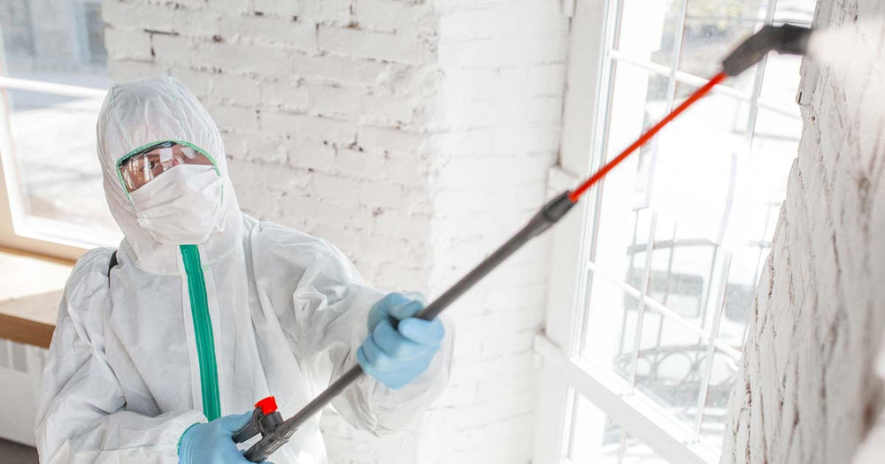 Best Mold Removal Products Available in 2023