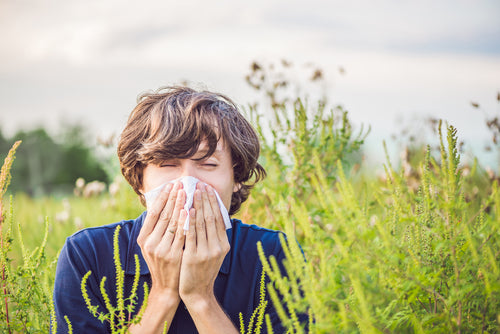 How to Fight Ragweed Allergies