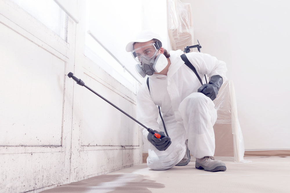 Why Is Black Mold So Dangerous?