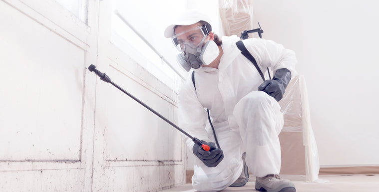 Why Is Black Mold So Dangerous?