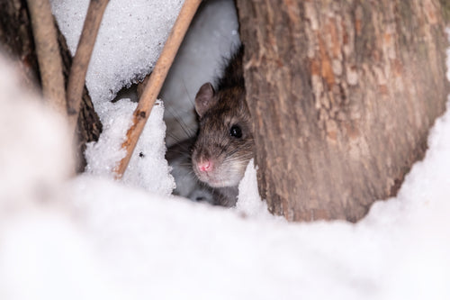 Winter and Rodent Allergies