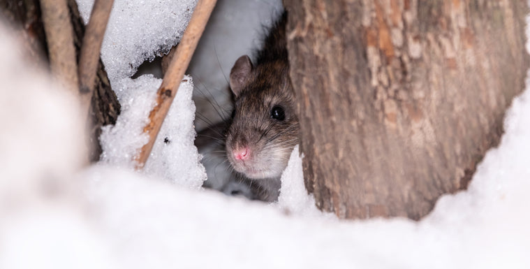 Winter and Rodent Allergies