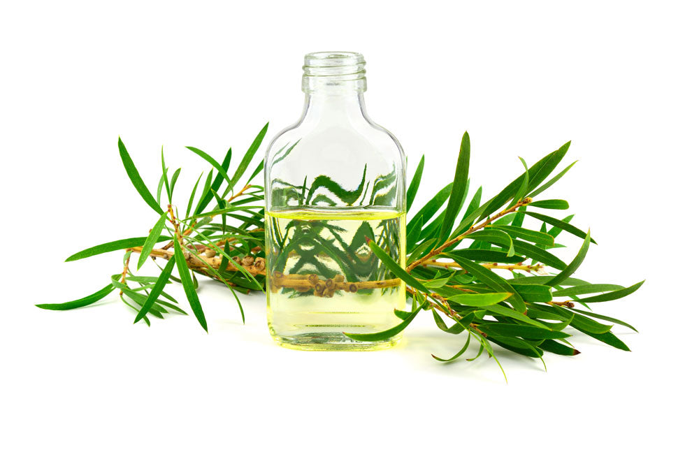 tea tree essential oil