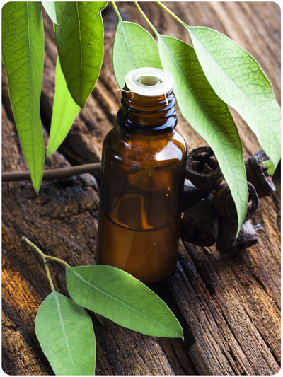 Eucalyptus scent deals